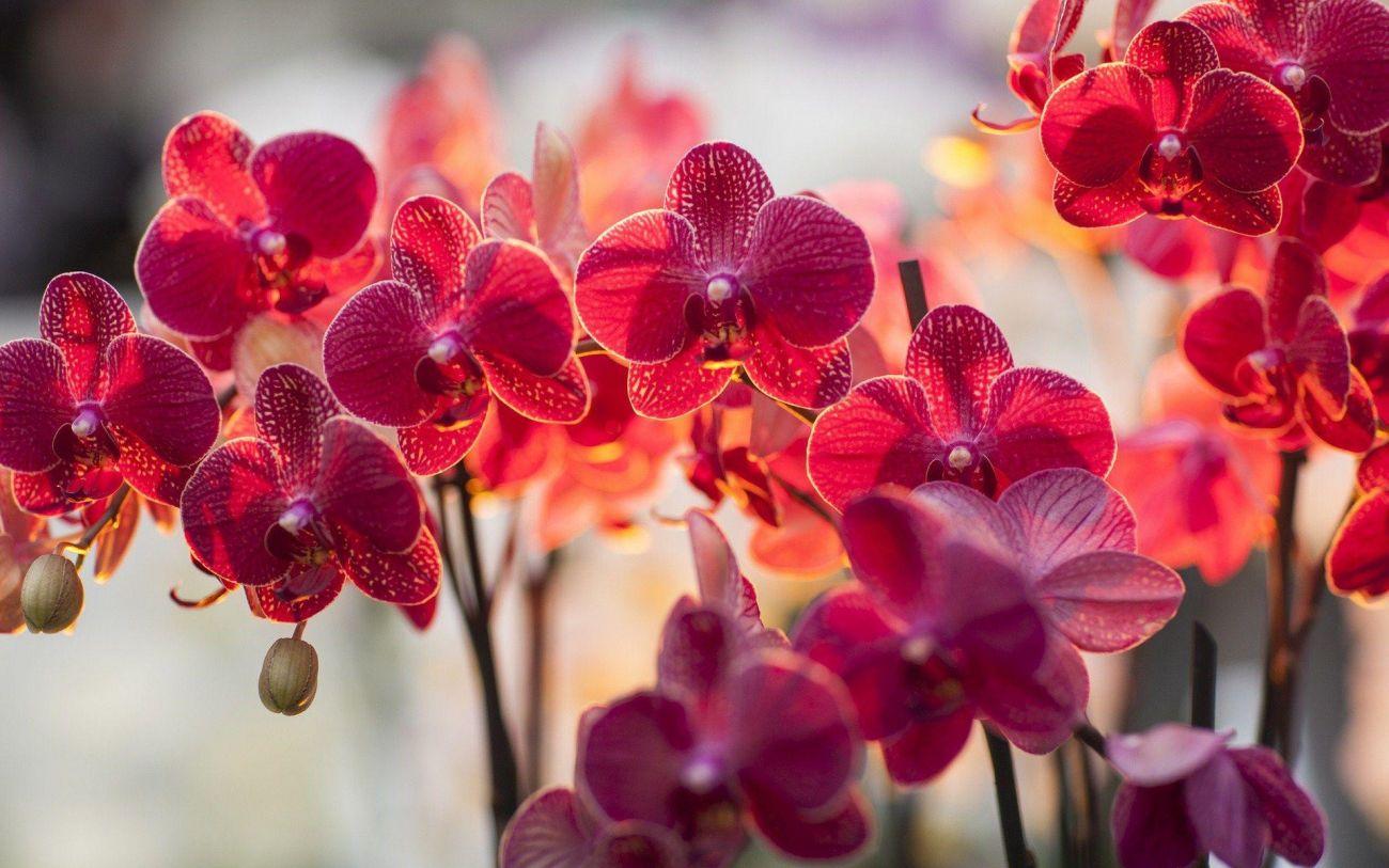 Orchid - Rohdis Aromatics